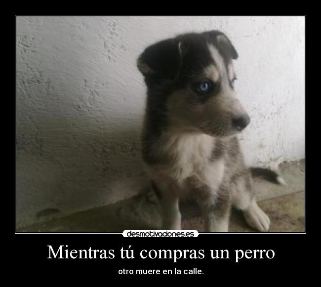 carteles adopta perro desmotivaciones