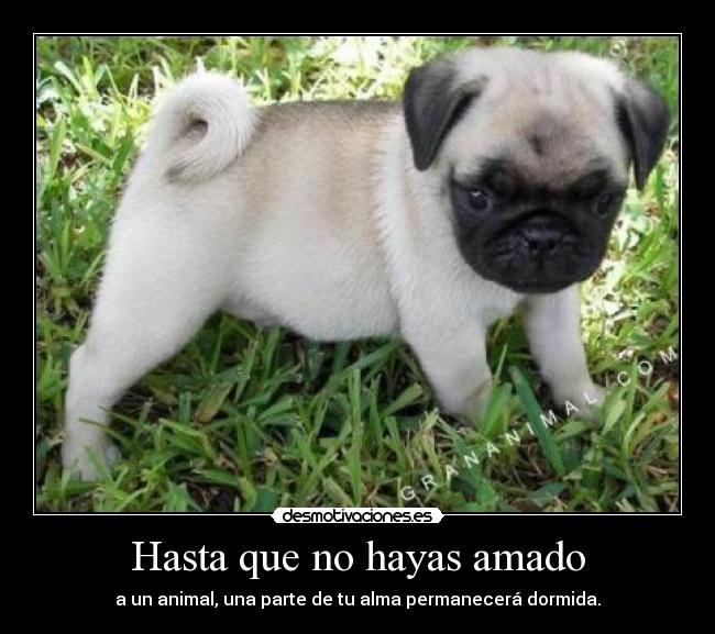 carteles concursocarlinosjimdocom pugs carlino mops doguillo concursocarlinos desmotivaciones