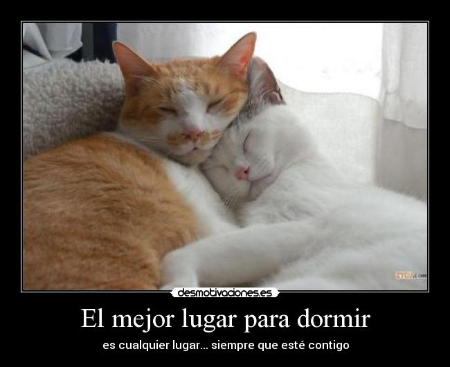 carteles dormir loving cats desmotivaciones