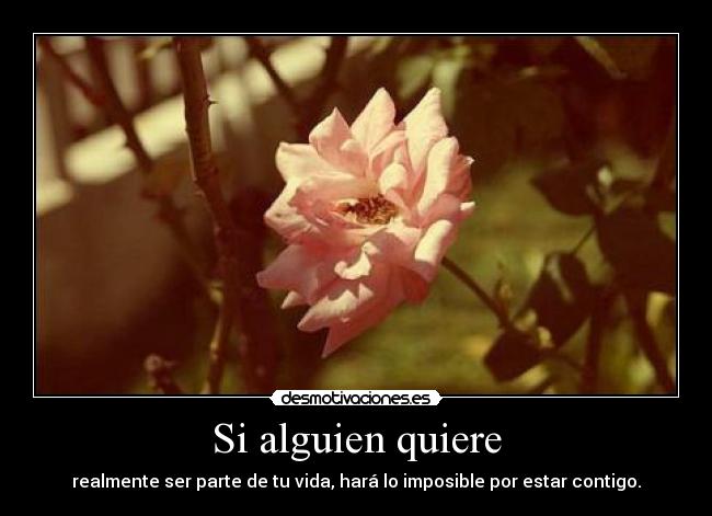 Si alguien quiere - 