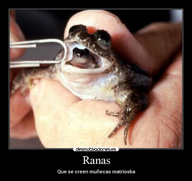 Ranas - Que se creen muñecas matrioska