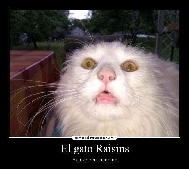 El gato Raisins -