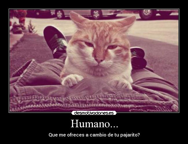 Humano... - Que me ofreces a cambio de tu pajarito?