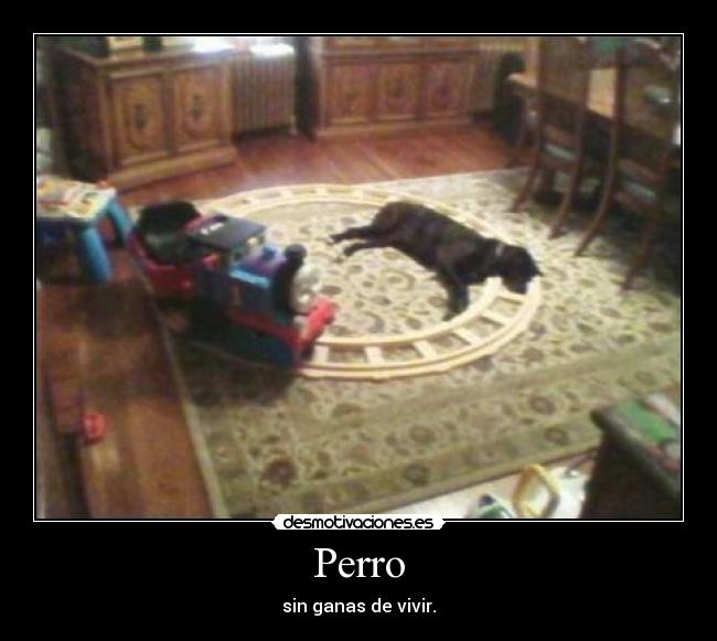 Perro - sin ganas de vivir.