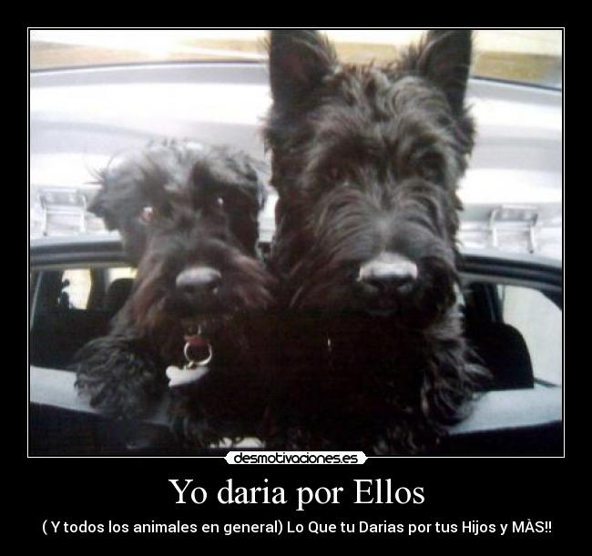 Yo daria por Ellos - ( Y todos los animales en general) Lo Que tu Darias por tus Hijos y MÀS!!