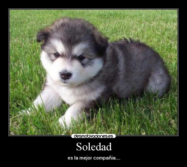 carteles soledad jennifer desmotivaciones