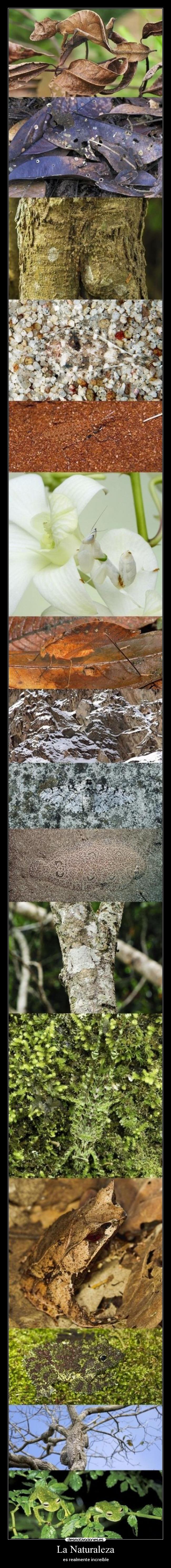 La Naturaleza - es realmente increíble