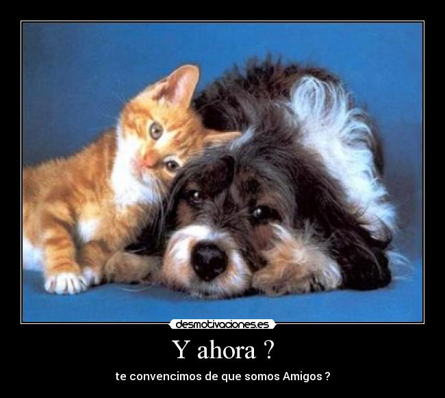 Y ahora ? - te convencimos de que somos Amigos ?
