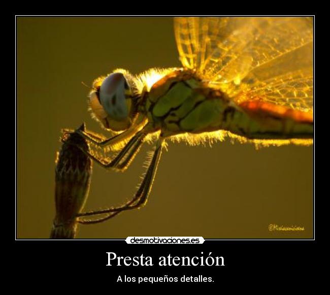 Presta atención - A los pequeños detalles.