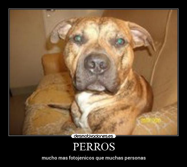 PERROS - 