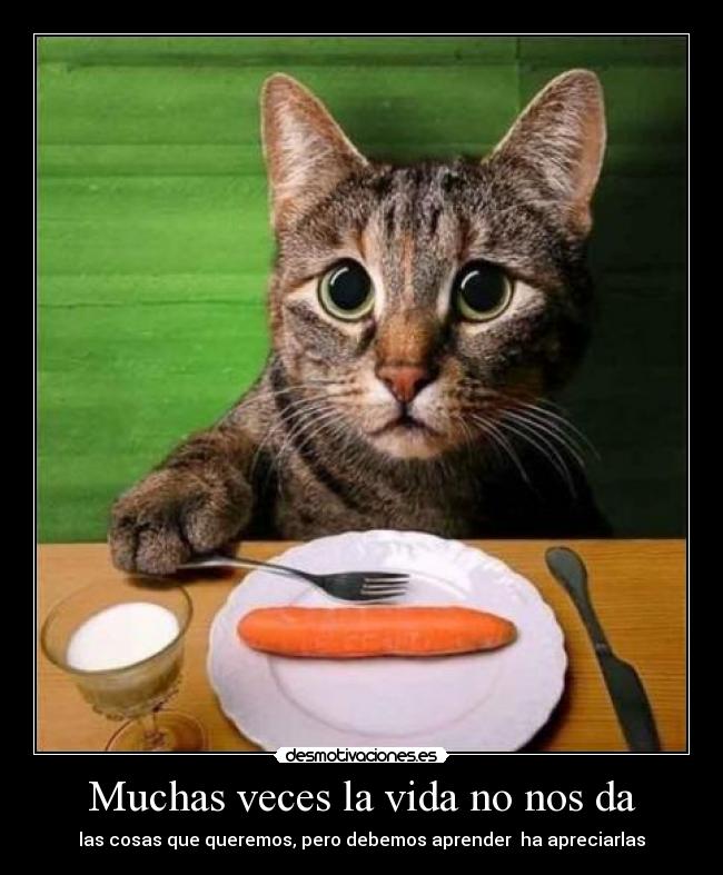 Muchas veces la vida no nos da - las cosas que queremos, pero debemos aprender ha apreciarlas