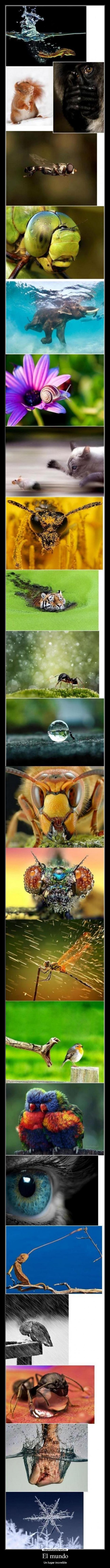 El mundo - Un lugar increíble