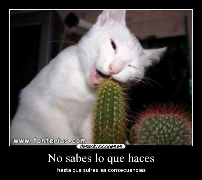 No sabes lo que haces - 