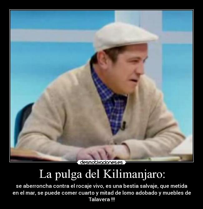 La pulga del Kilimanjaro: - se aberroncha contra el rocaje vivo, es una bestia salvaje, que metida
en el mar, se puede comer cuarto y mitad de lomo adobado y muebles de
Talavera !!!