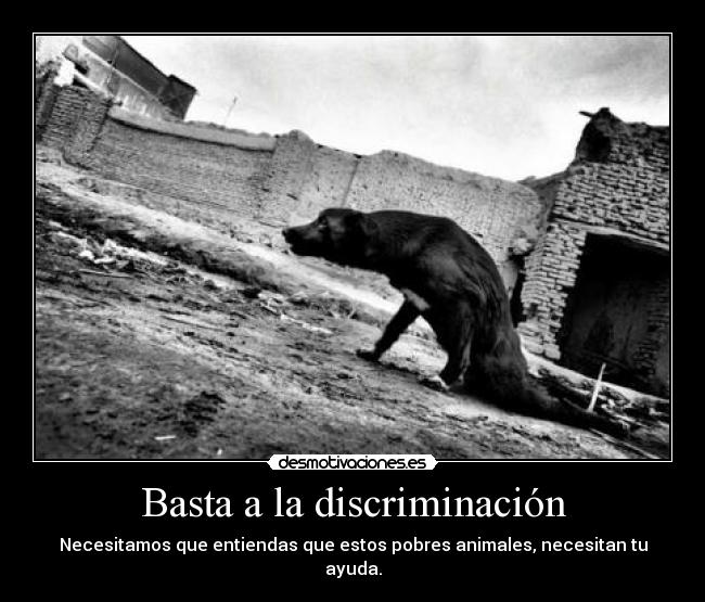 Basta a la discriminación - Necesitamos que entiendas que estos pobres animales, necesitan tu ayuda.