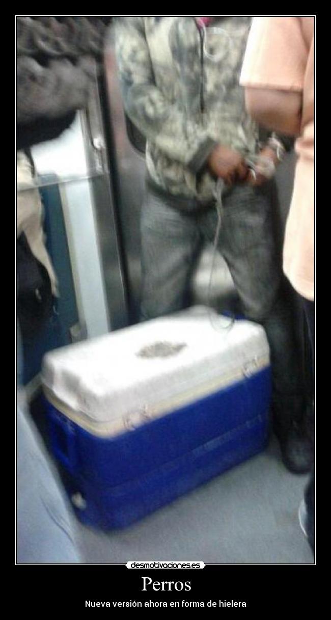 Perros - Nueva versión ahora en forma de hielera