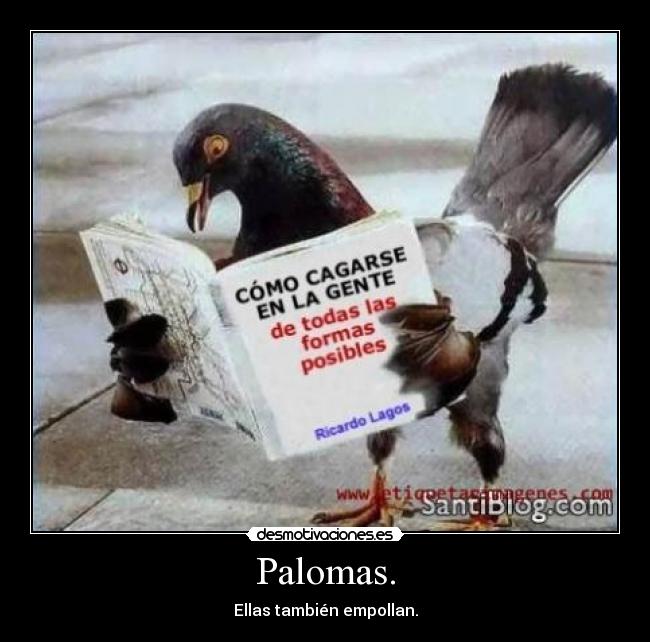 Palomas. - Ellas también empollan.