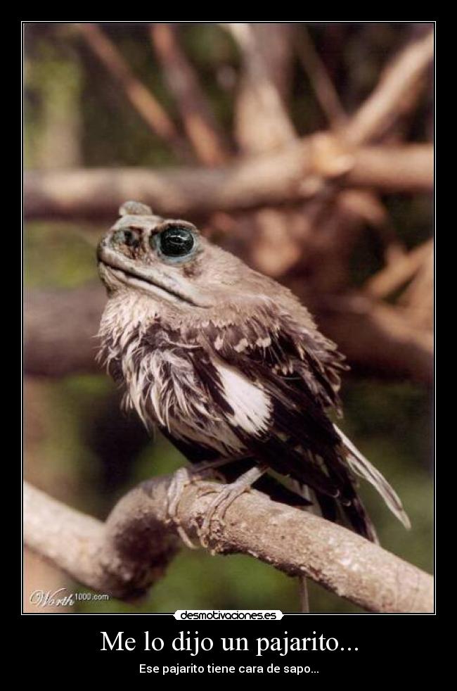 Me lo dijo un pajarito... -