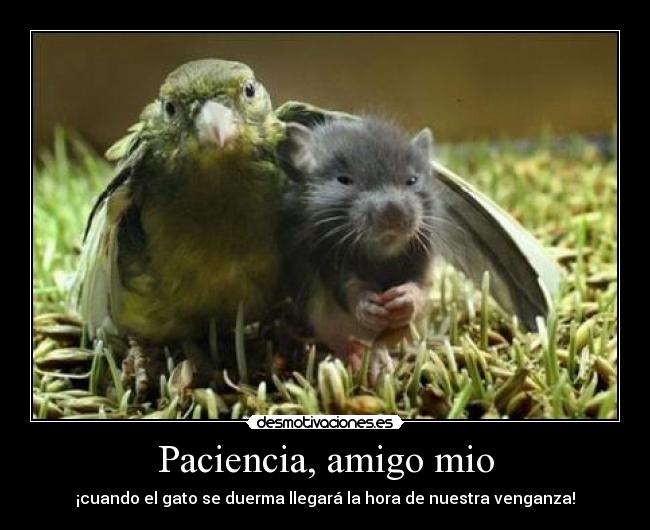 Paciencia, amigo mio -