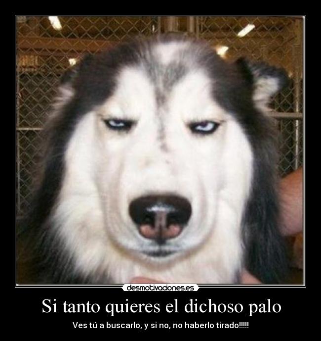 Si tanto quieres el dichoso palo - 