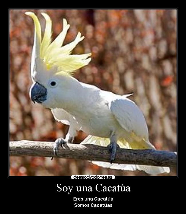 Soy una Cacatúa - Eres una Cacatúa
Somos Cacatúas