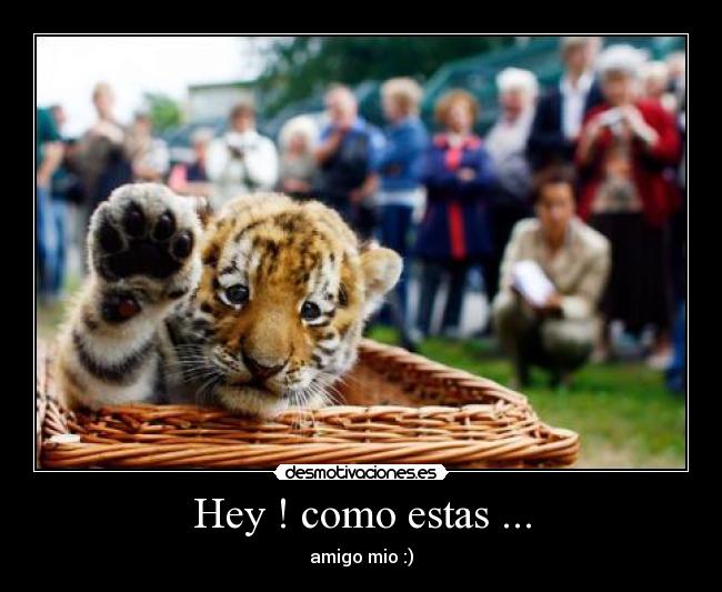 Hey ! como estas ... - amigo mio :)