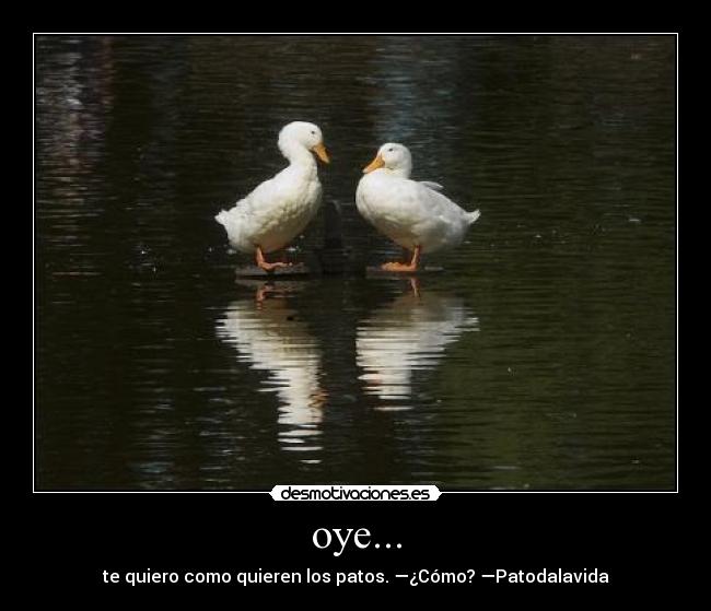 oye... - te quiero como quieren los patos. —¿Cómo? —Patodalavida