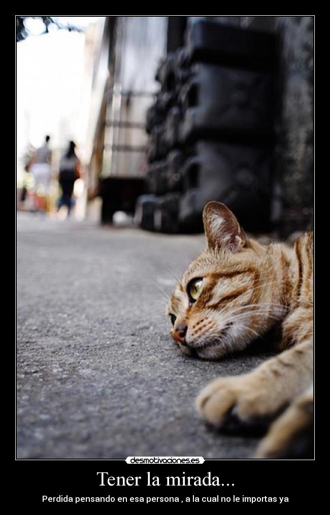 carteles gatin desmotivaciones