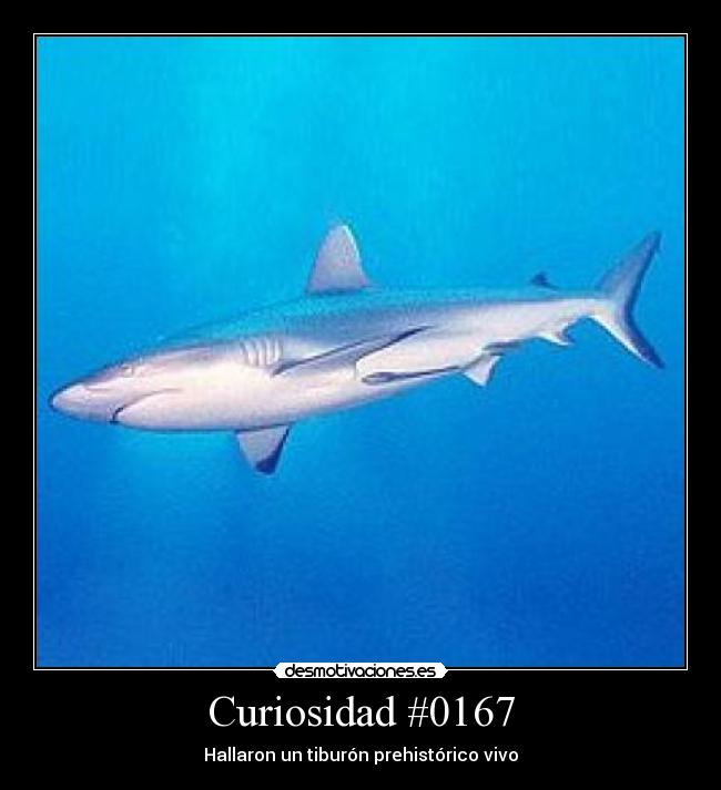 Curiosidad #0167 - 