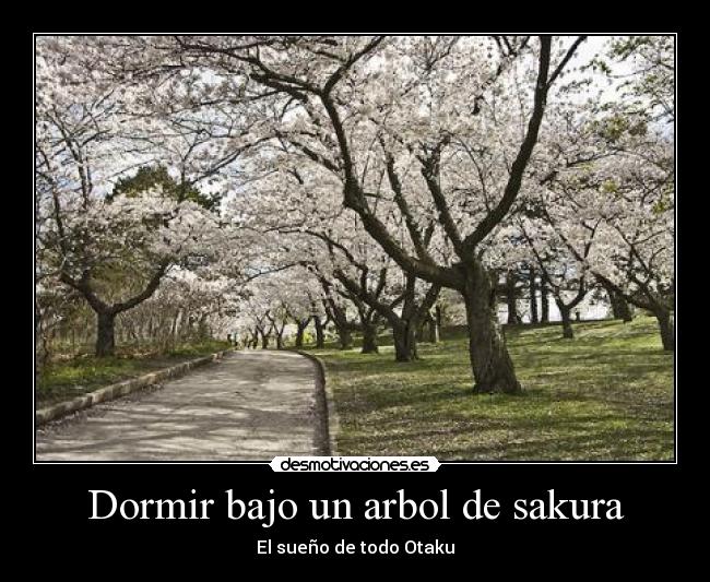 Dormir bajo un arbol de sakura - 