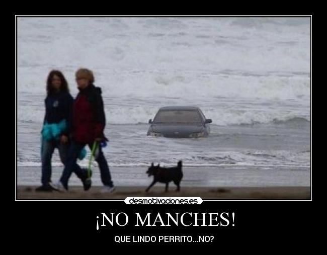 ¡NO MANCHES! - QUE LINDO PERRITO...NO?