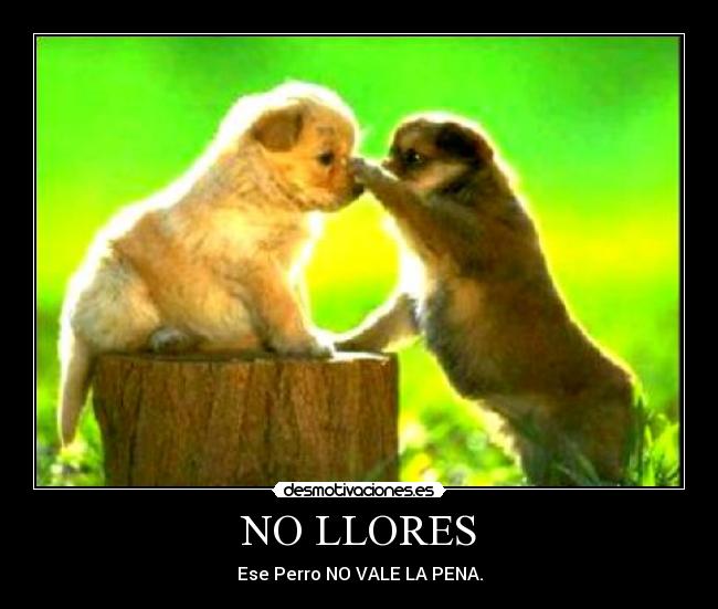 NO LLORES - Ese Perro NO VALE LA PENA.