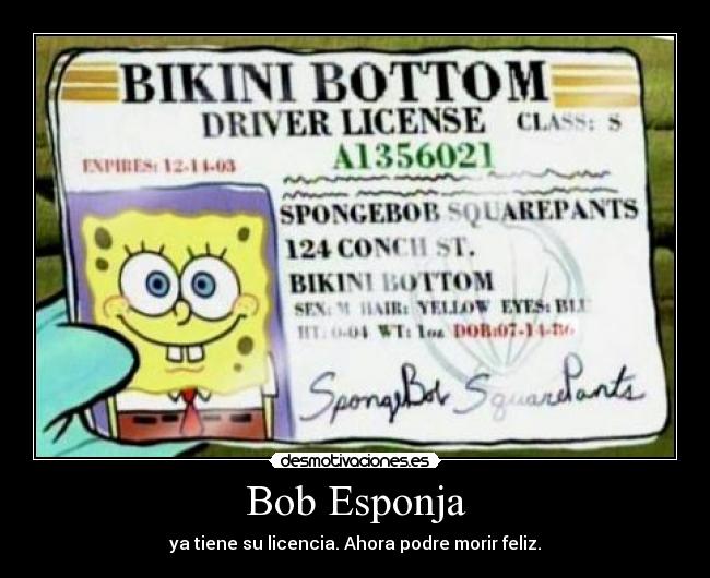 Bob Esponja - ya tiene su licencia. Ahora podre morir feliz.