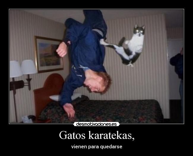 Gatos karatekas, - vienen para quedarse