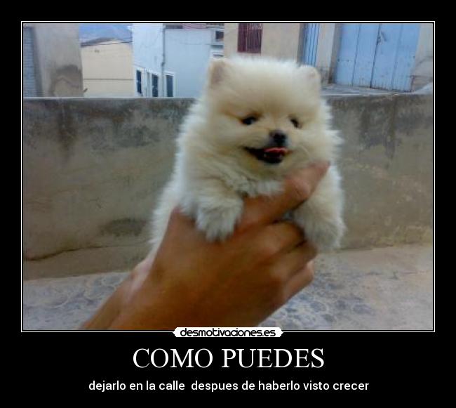 carteles finajumilla desmotivaciones