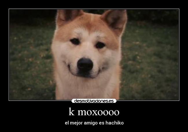 k moxoooo - el mejor amigo es hachiko