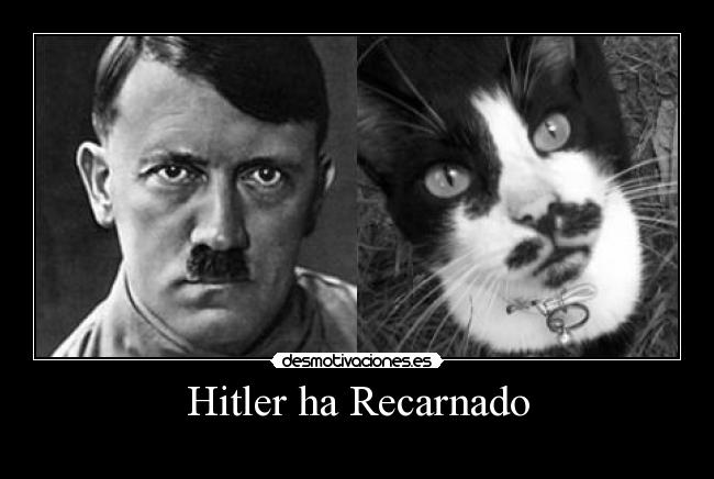 carteles hitler gato desmotivaciones