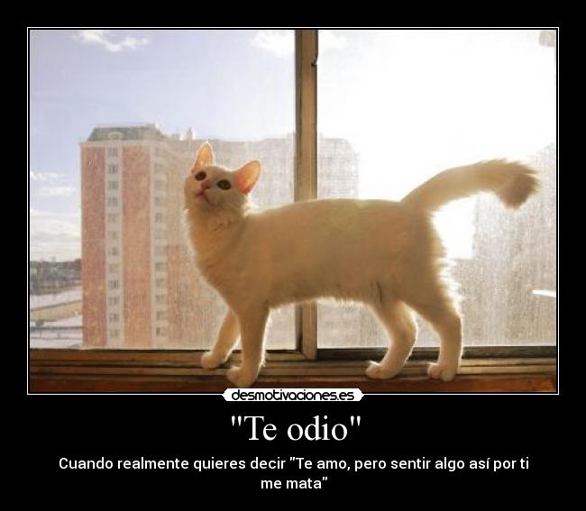 Te odio - Cuando realmente quieres decir Te amo, pero sentir algo así por ti me mata