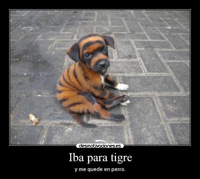 Iba para tigre - y me quede en perro.