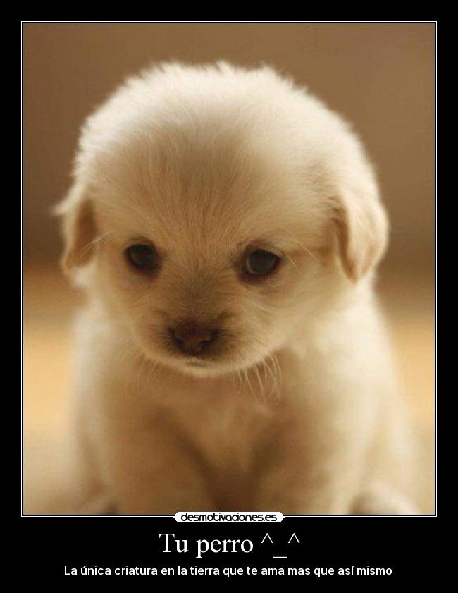 Tu perro ^_^ - La única criatura en la tierra que te ama mas que así mismo