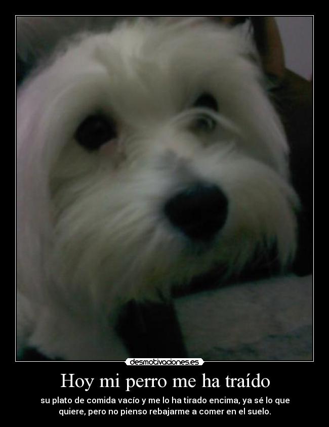 Hoy mi perro me ha traído -