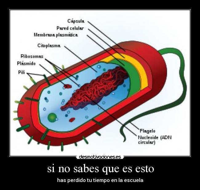 si no sabes que es esto - has perdido tu tiempo en la escuela