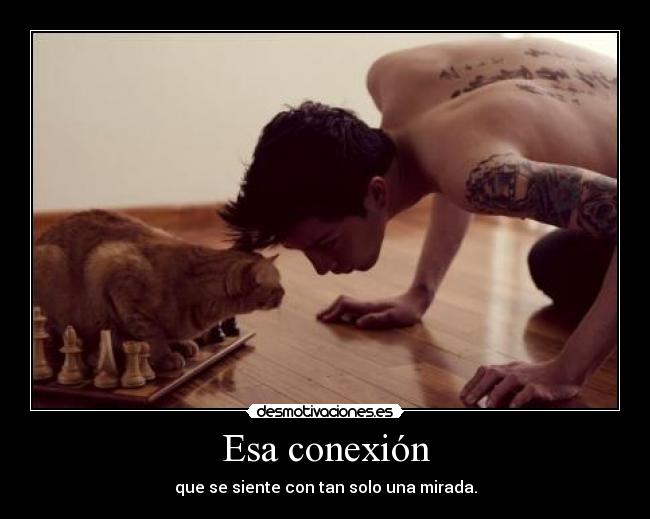 carteles mirada conexion emocion amor carino felicidad animales desmotivaciones