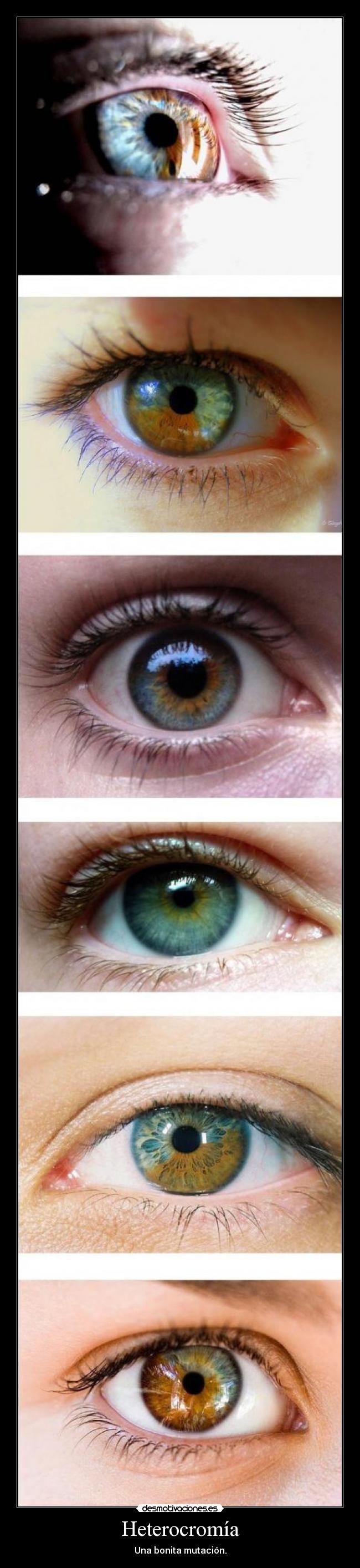 Heterocromía - Una bonita mutación.
