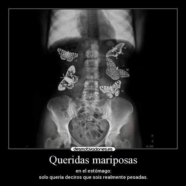 Queridas mariposas - 