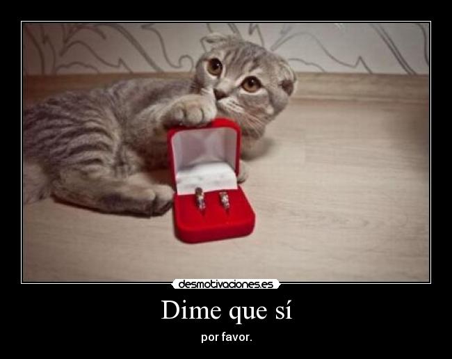 Dime que sí -