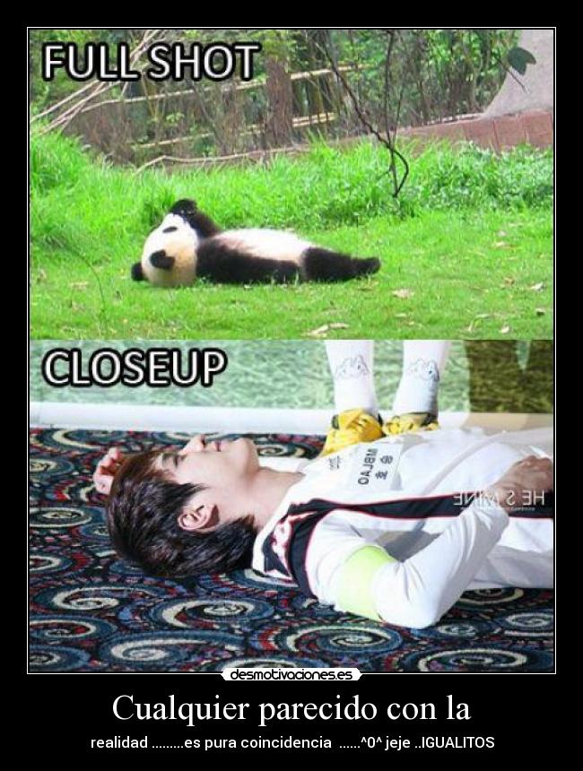 carteles panda desmotivaciones