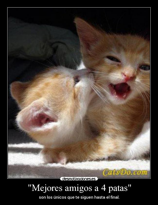 Mejores amigos a 4 patas -