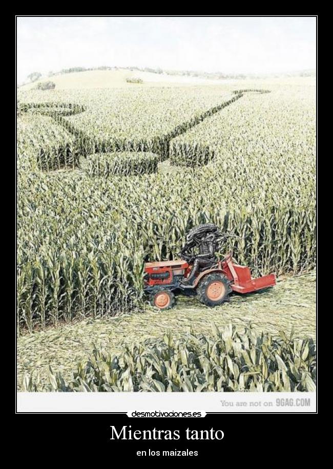 Mientras tanto - en los maizales