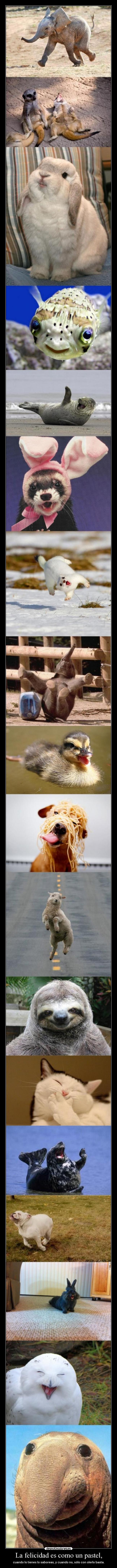 carteles felicidad animales jhappy desmotivaciones